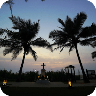 palm trees at sunset